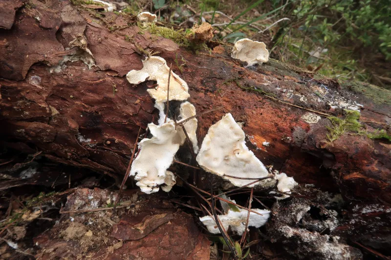 Antrodiella semisupina 1 - IMG_8231